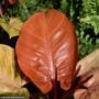 Philodendron – McColley’s Finale – 10″ Pot